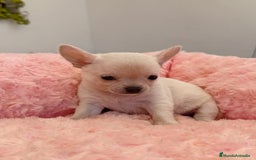 Chihuahua perros en venta: Chihuahua hembra  - Imagen 2