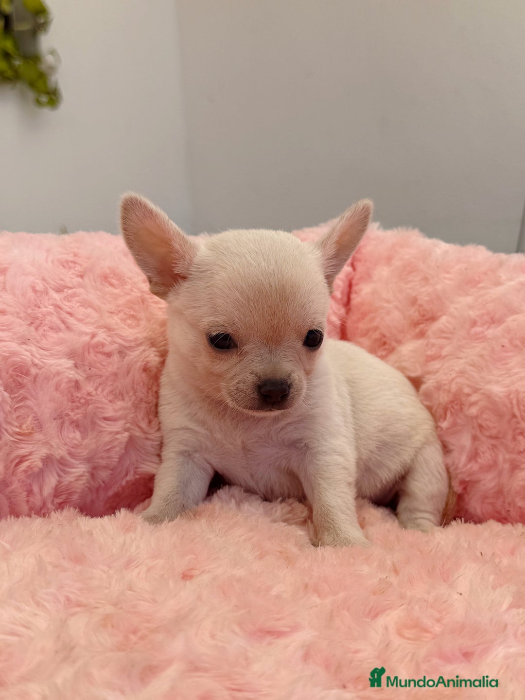 Chihuahua perros en venta: Chihuahua hembra  - Imagen 2