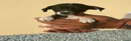 Ratonero Bodeguero Andaluz perros en venta: Bodegueros  - Anuncio 3