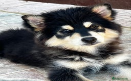Pomsky perros en venta: Pomsky minuatura - Imagen 3