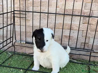 Fox Terrier de Pelo Liso perros Cachorros de fox terrier de pelo liso - Anuncio 30