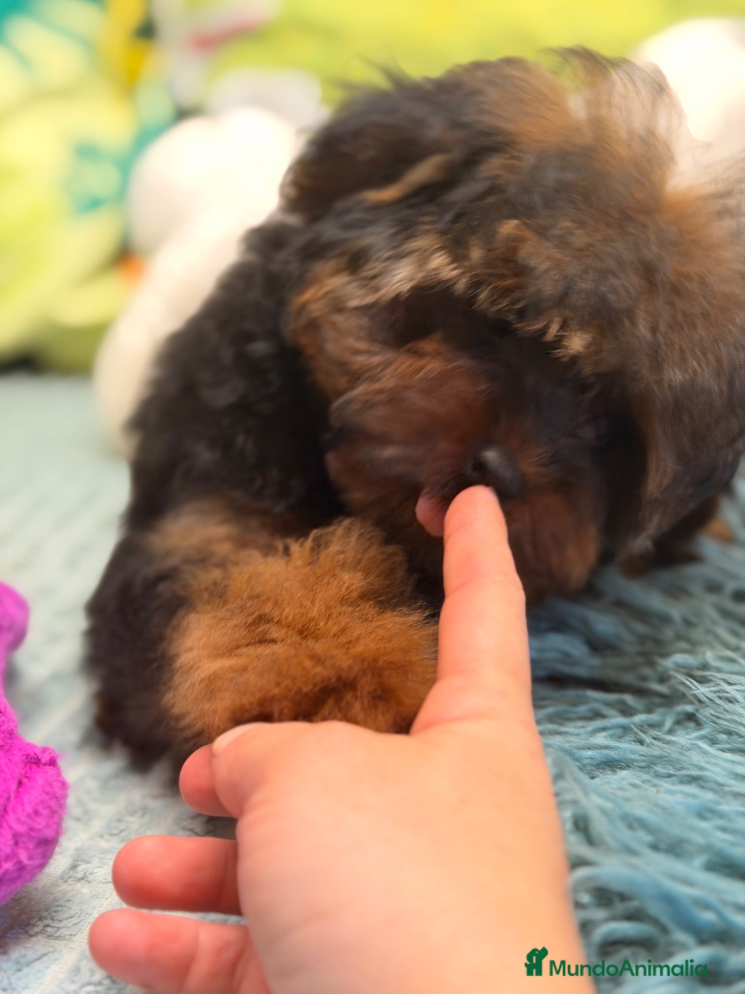 Yorkiepoo perros PRECIOSA YORKIEPOO HEMBRA MINITOY 4 MESES - Anuncio 1