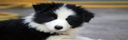 Border Collie perros en venta: BORDER COLLIE DE CALIDAD DESDE 350 € !!! - Anuncio 2