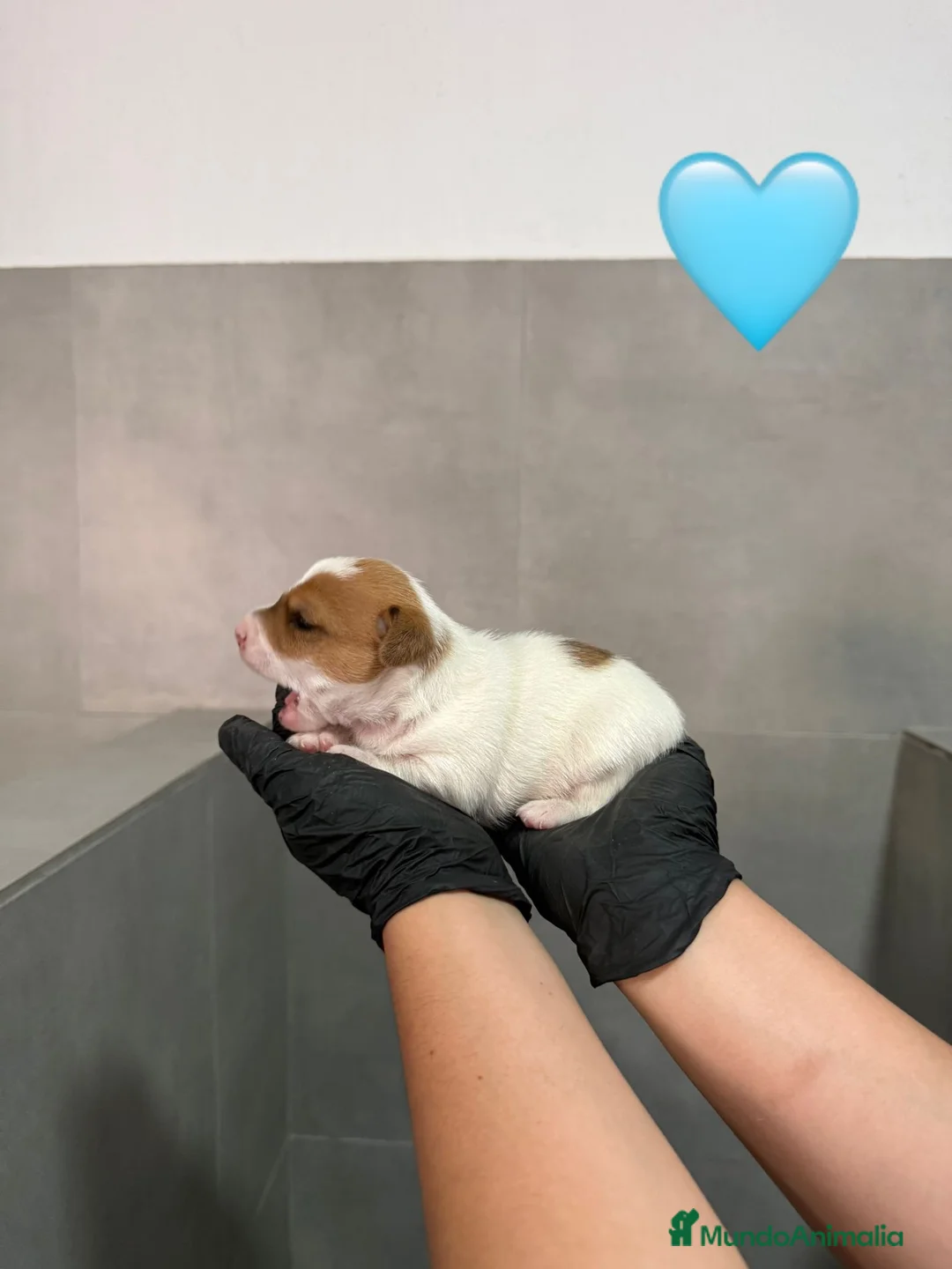 Jack Russell Terrier perros en venta: Cachorros Jack Russell bicolor patita corta  - Anuncio 7