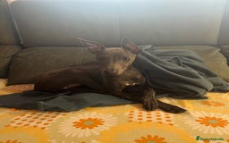 Galgo Afgano perros en venta: Picolo italiano  - Imagen 1