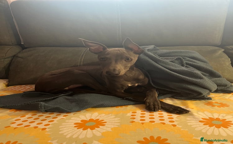 Galgo Afgano perros - Anuncio 1