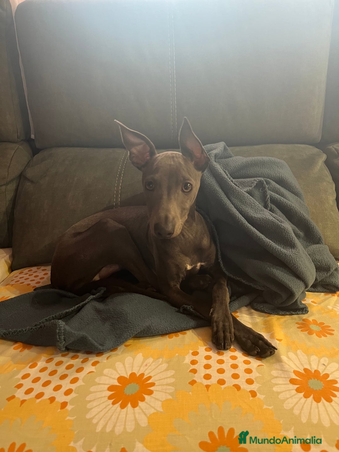 Galgo Afgano perros en venta: Picolo italiano  - Imagen 1