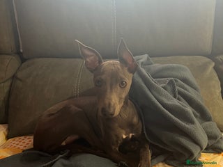 Galgo Afgano perros Picolo italiano - Anuncio 3