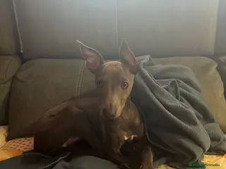 Galgo Afgano perros Picolo italiano - Anuncio 4