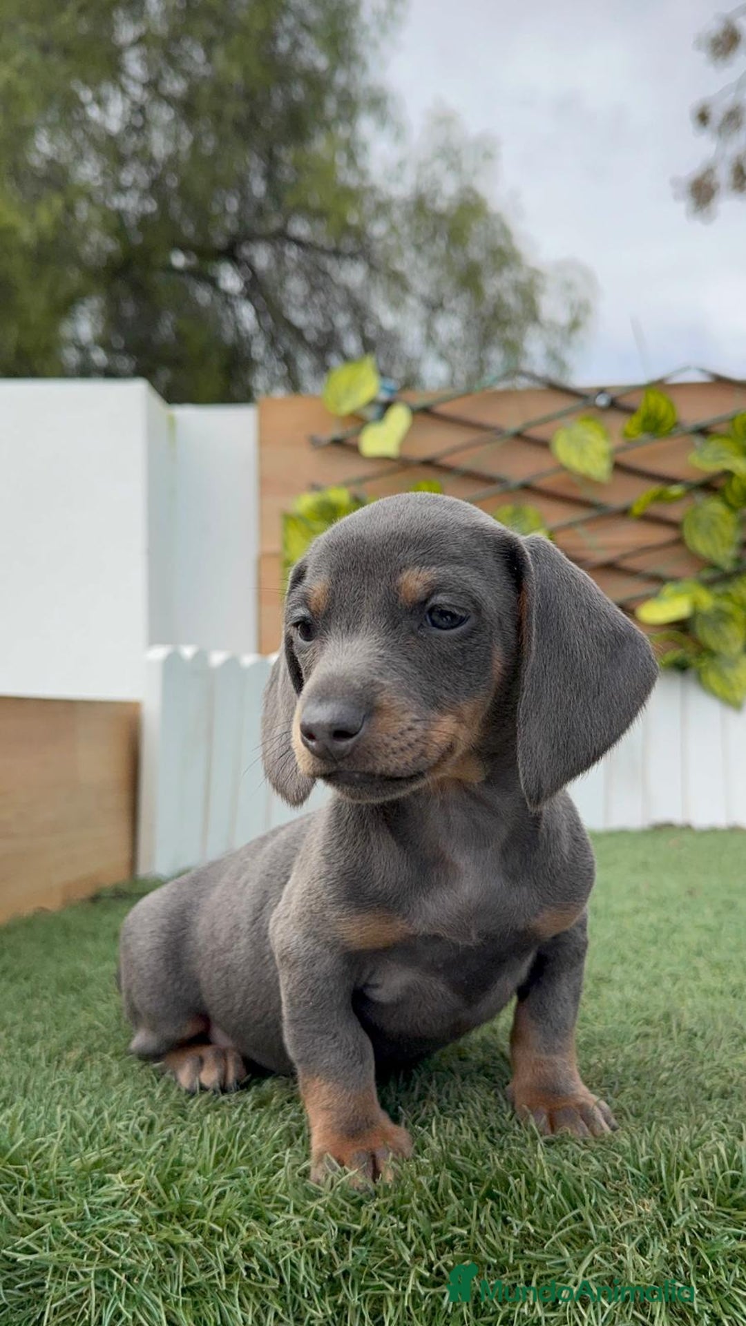 Teckel Miniatura perros en venta: TECKEL MINIATURA BLUE AND TAN - Anuncio 3