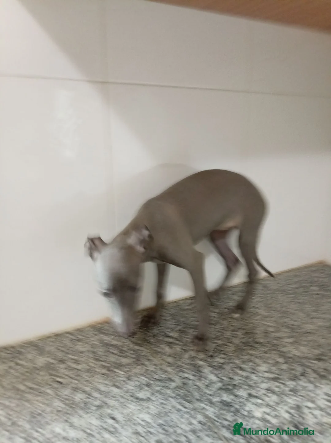 Pequeño Lebrel Italiano perros en venta: Piccolo italiano - Anuncio 3