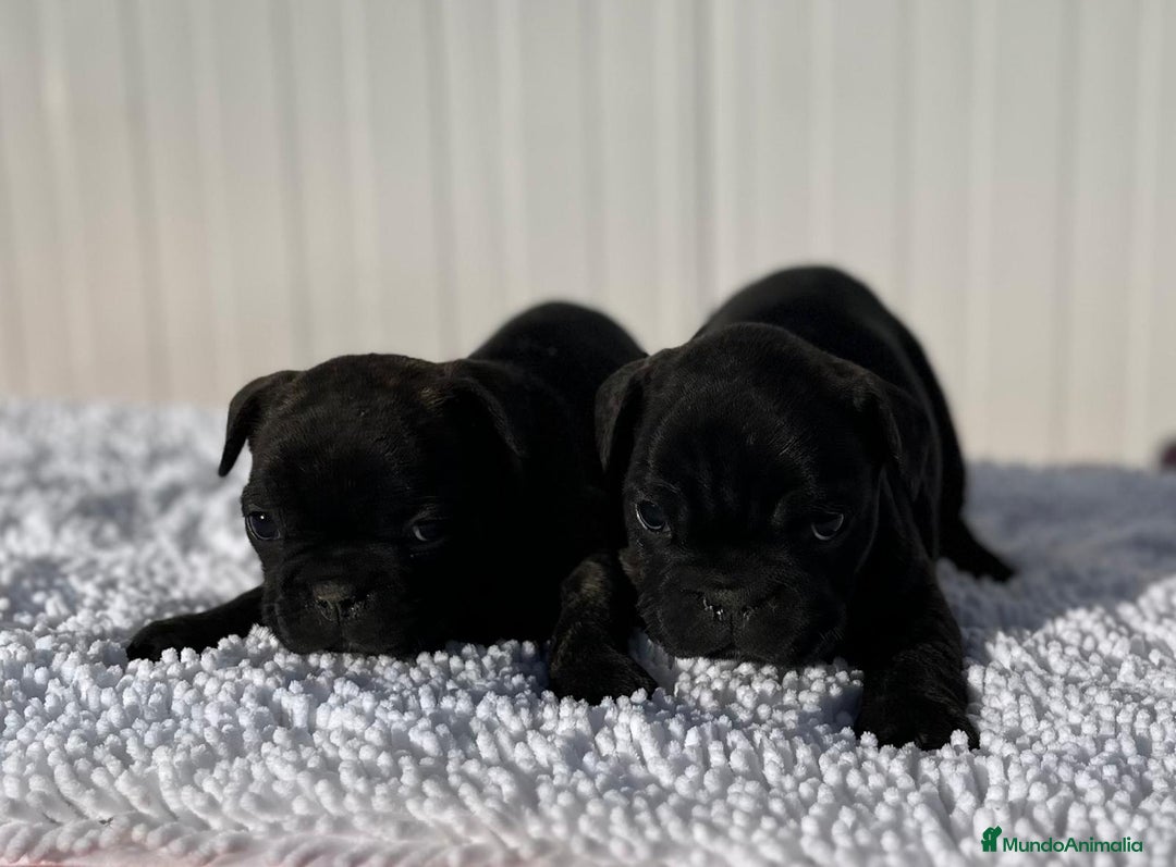 Bulldog Francés perros en venta: Bulldog francés negros  - Anuncio 6