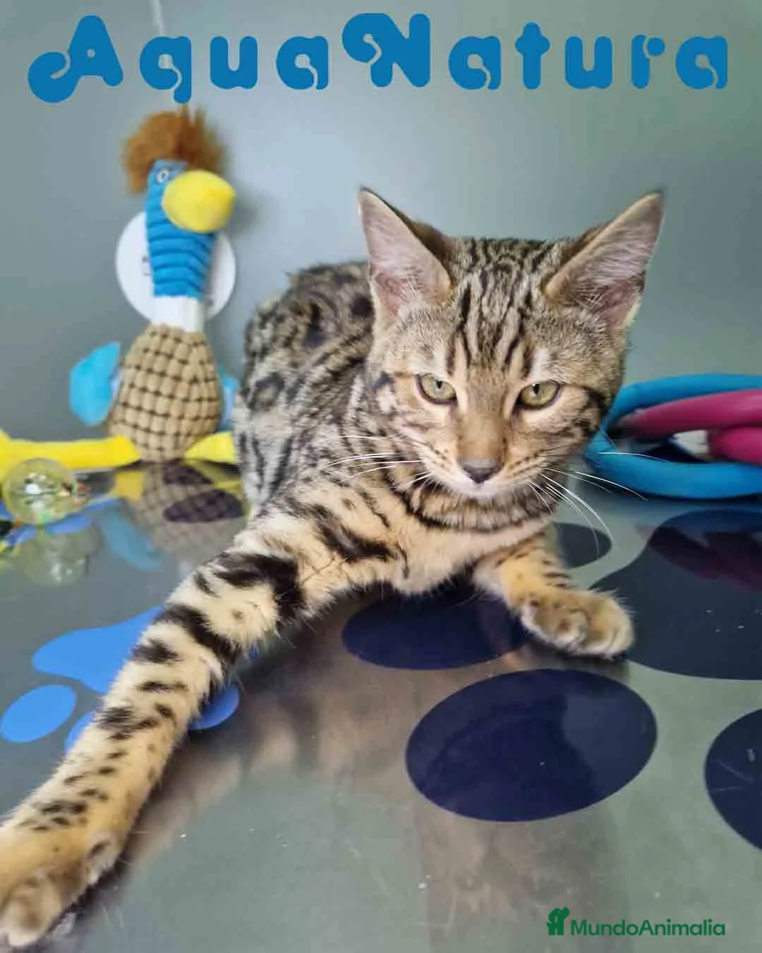 Bengalí gatos en venta: Bengali Hembra 1933 AQUANATURA - Anuncio 3