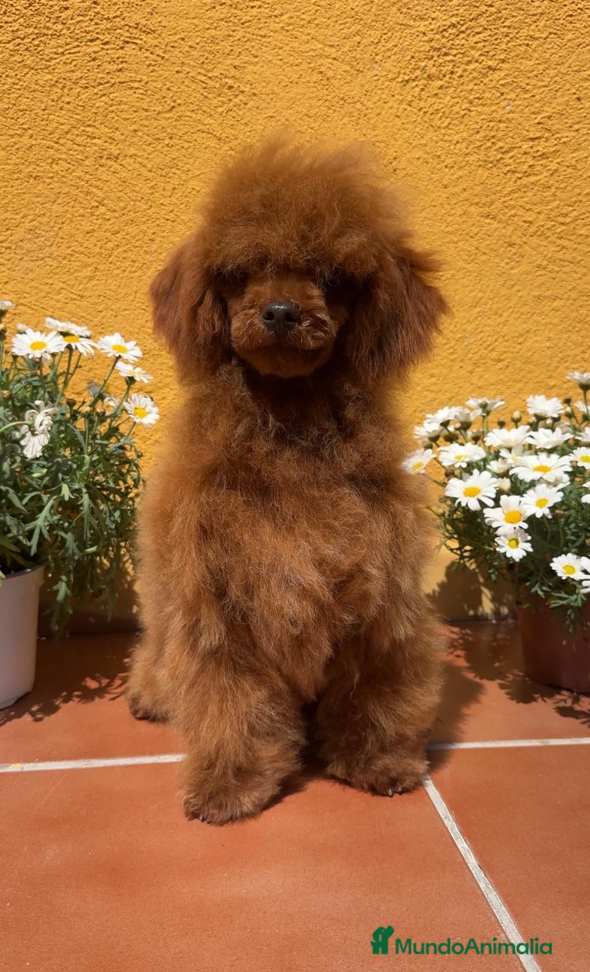 Caniche Toy perros en venta: Caniche Toy Apricot - MACHO - Anuncio 1