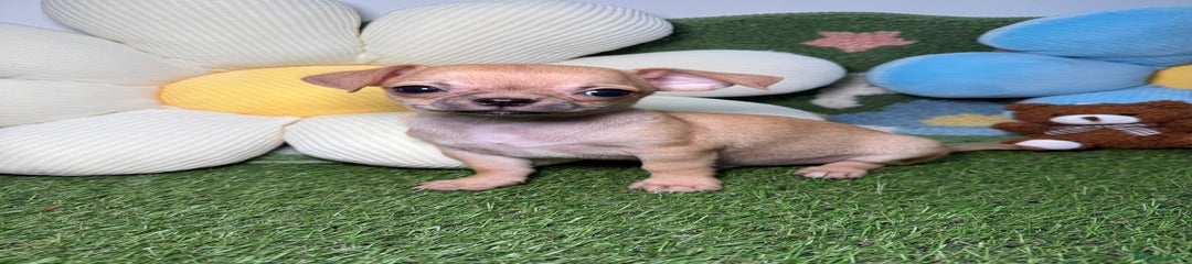 Chihuahua Cachorro 1