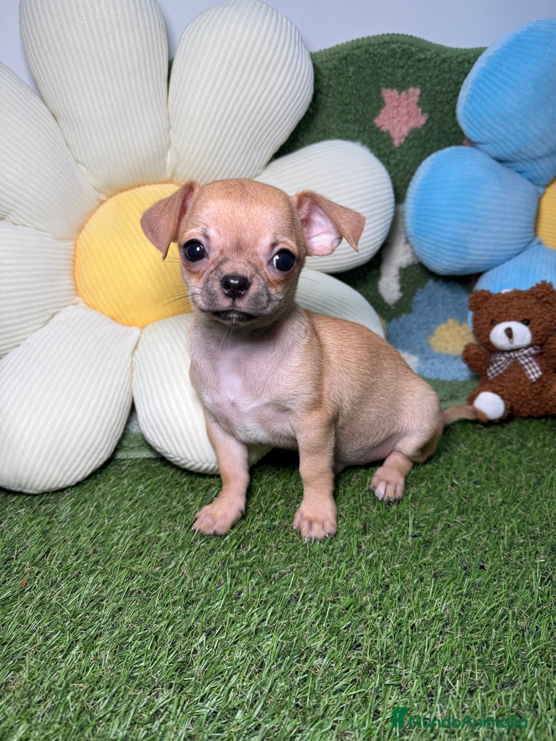 Chihuahua perros en venta: Chihuahuas Macho y Hembra Toy Canela - Imagen 1