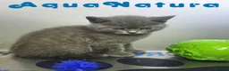 Británico de Pelo Corto Azul gatos en venta: British Macho 6347 AQUANATURA - Anuncio 7