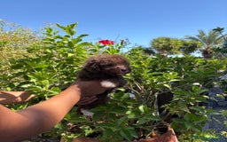 Perro de Agua Español perros en venta: Perro de Agua Español - Imagen 4