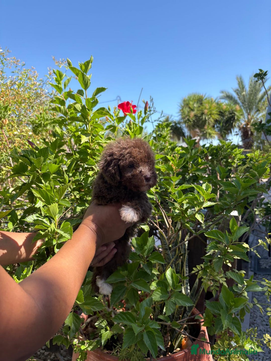 Perro de Agua Español perros en venta: Perro de Agua Español - Imagen 4