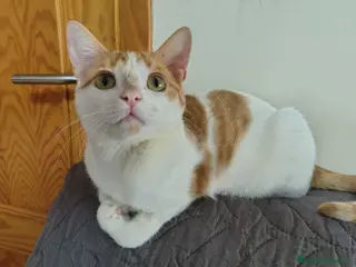 Europeo de Pelo Corto gatos VAINILLA BUSCA HOGAR - Anuncio 2