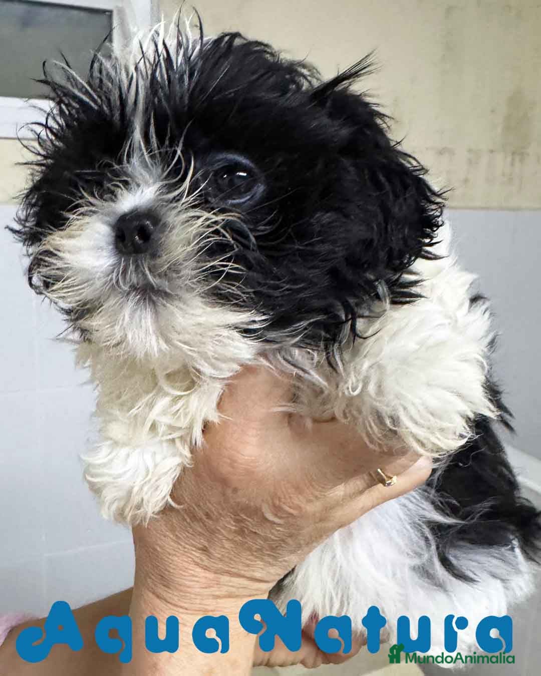 Shih Tzu perros Shih Tzu Macho de Ada y Newman 2016 AQUANATURA - Anuncio 4