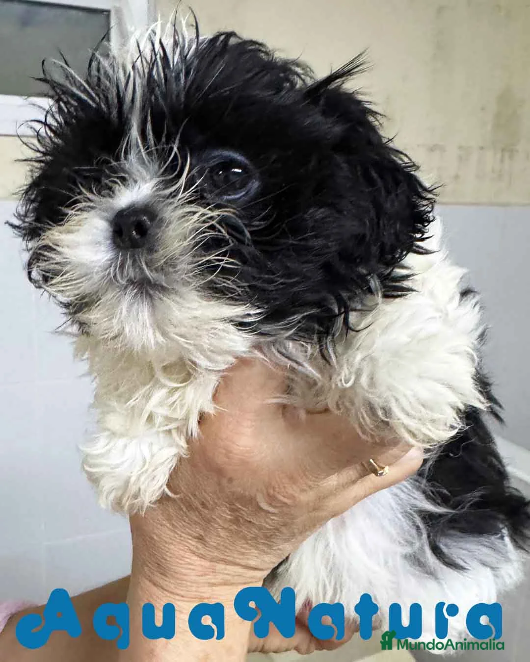 Shih Tzu perros en venta: Shih Tzu Macho de Ada y Newman 2016 AQUANATURA - Anuncio 1