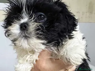 Shih Tzu perros Shih Tzu Macho de Ada y Newman 2016 AQUANATURA - Anuncio 4