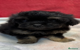 Shihpoo perros en venta: Machito de ShihPoo  - Imagen 1