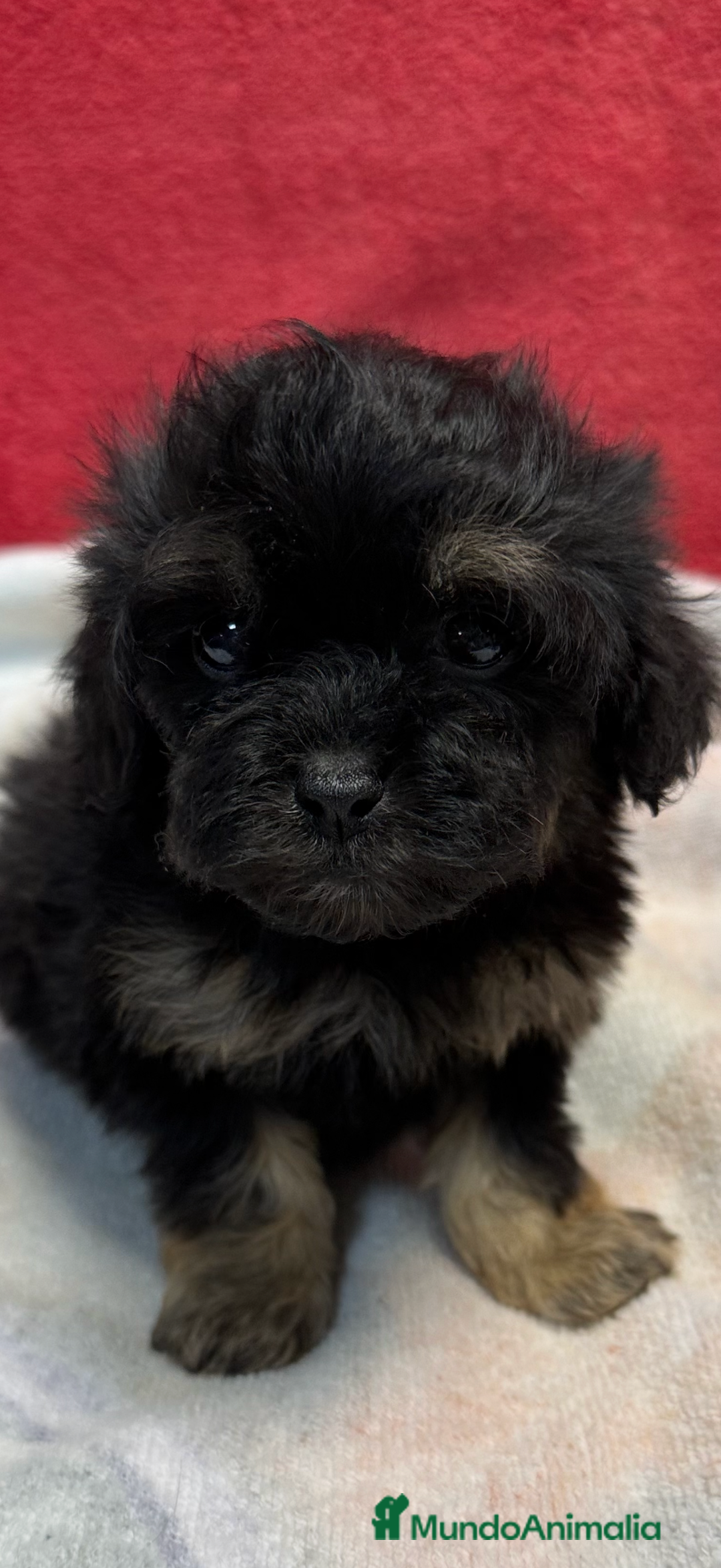 Shihpoo perros en venta: Machito de ShihPoo  - Imagen 1