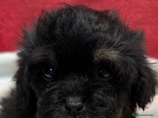 Shihpoo perros - Anuncio 1