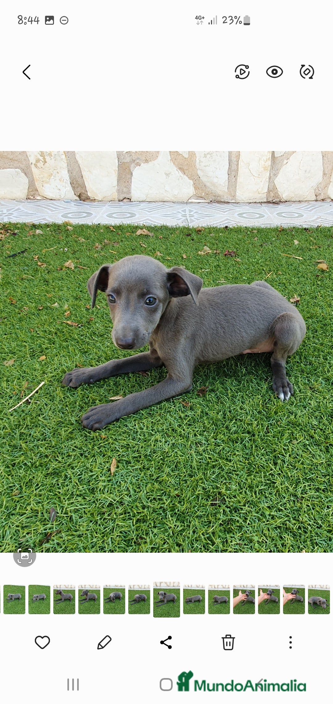 Pequeño Lebrel Italiano perros en venta: Galgo enano Italiano - Anuncio 3