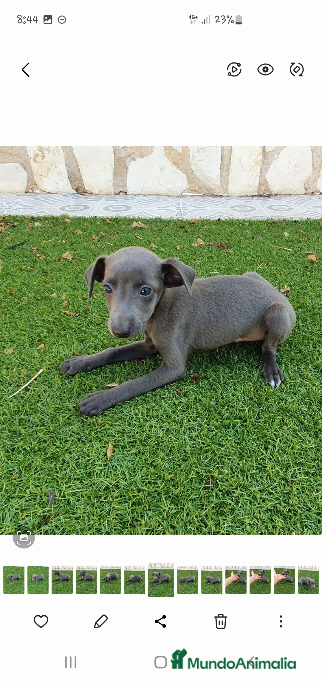Pequeño Lebrel Italiano perros en venta: Galgo enano Italiano - Anuncio 3