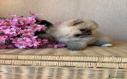Pomerania perros en venta: Pomerania hembra sable disponible !! - Imagen 4