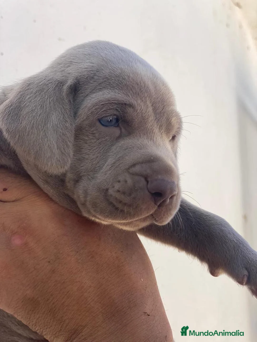 Imagen de galería {{count}}