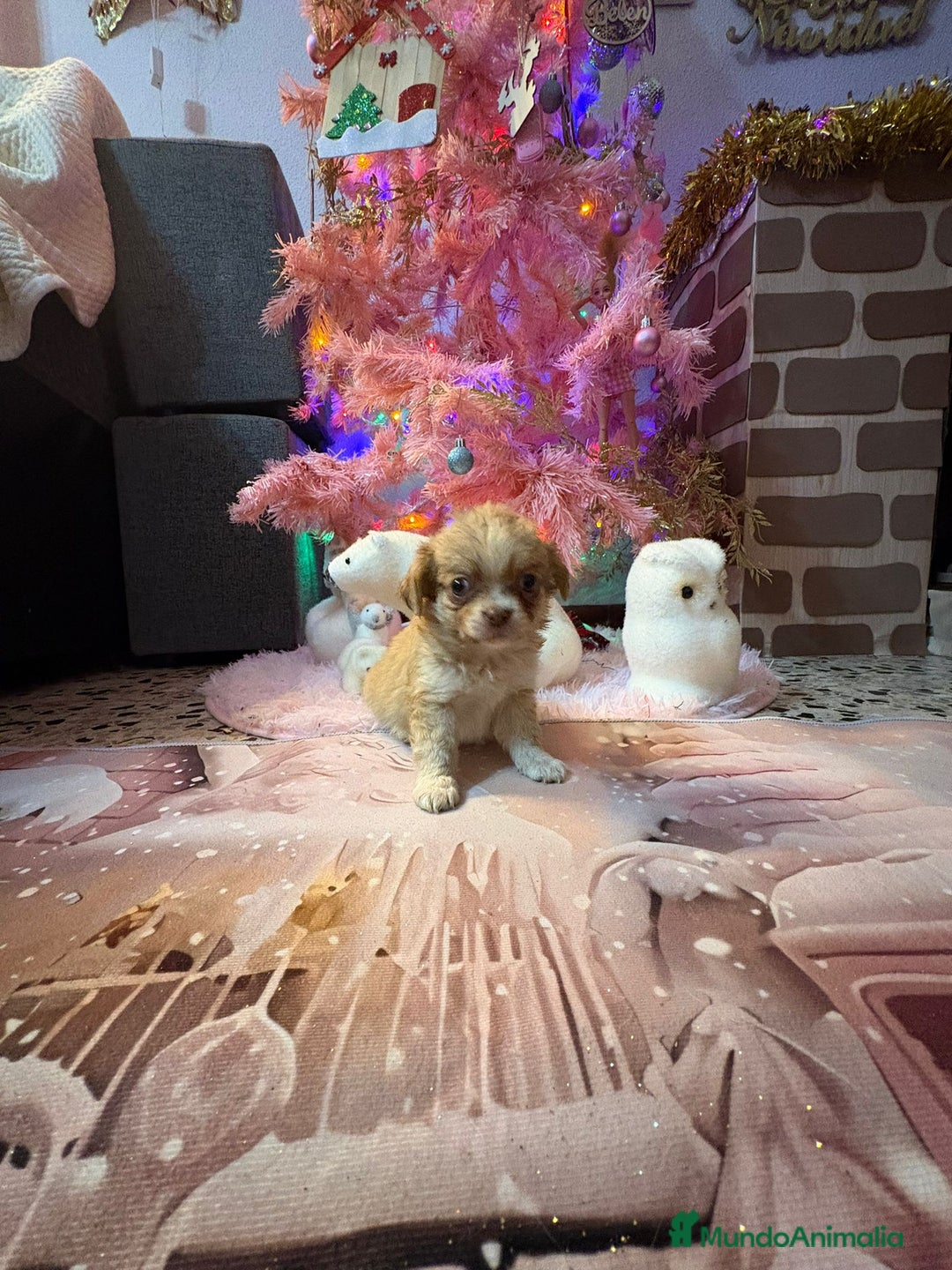 Chihuahua perros en venta: Chihuahua toy pelo largo  - Anuncio 24
