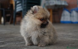 Pomerania perros en venta: ⚡ Sparky – Pomerania marrón con carácter 🐾 - Imagen 6