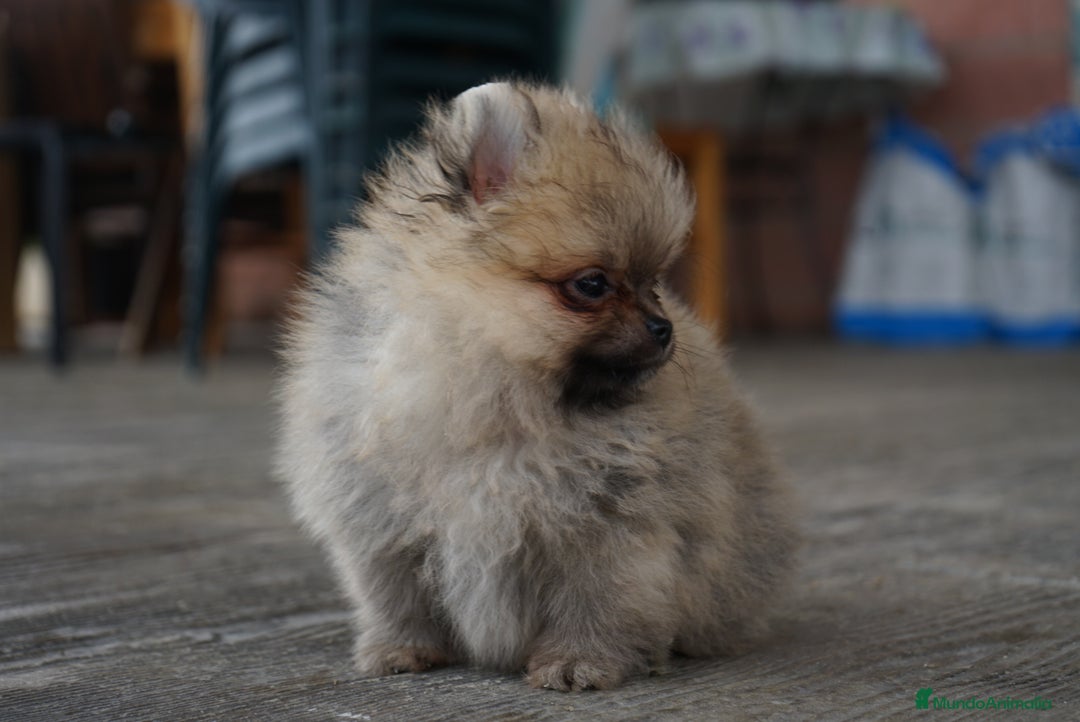 Pomerania perros en venta: ⚡ Sparky – Pomerania marrón con carácter 🐾 - Imagen 6