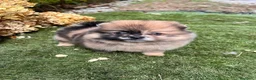 Pomerania perros en venta: POMERANIAS MINIATURA  - Anuncio 5