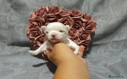 Bichón Maltés perros en venta: Bichones Malteses   - Imagen 1