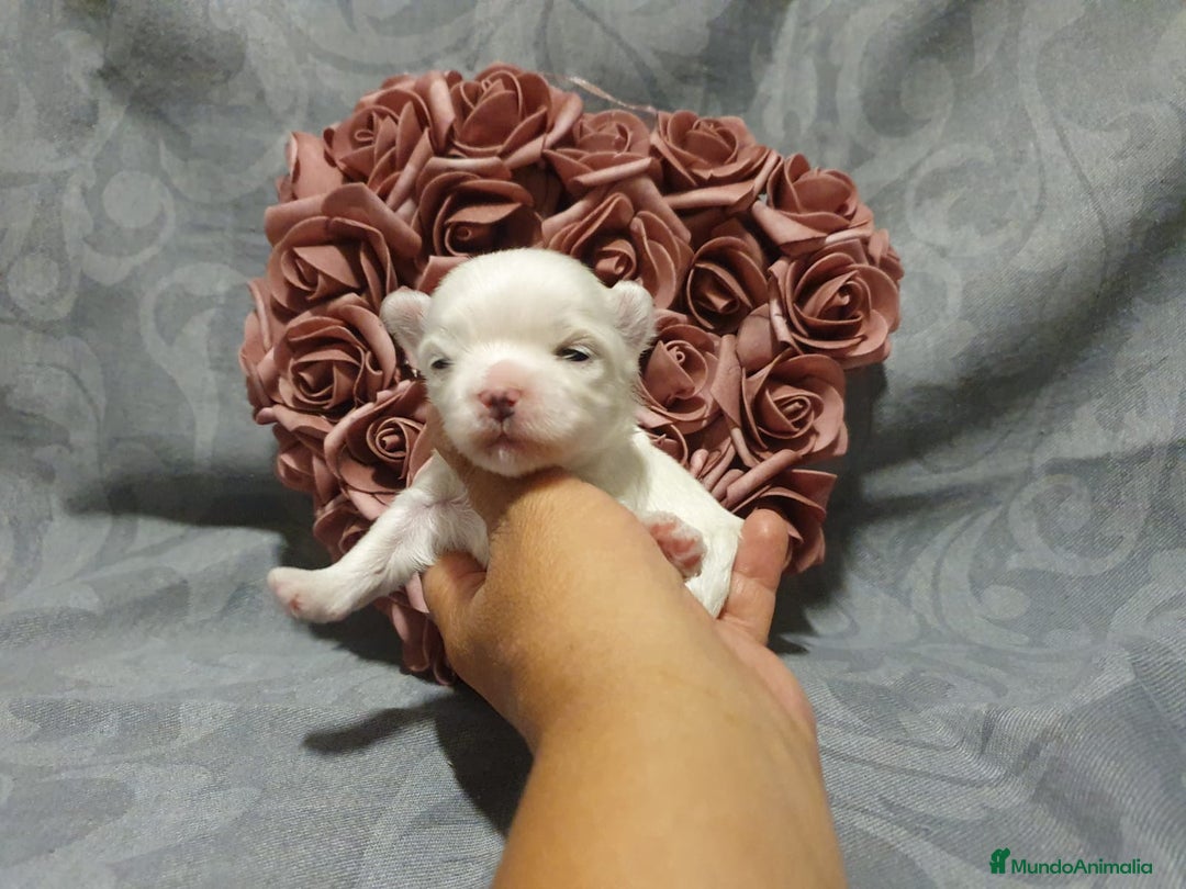 Bichón Maltés perros en venta: Bichones Malteses   - Imagen 1