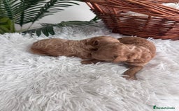 Caniche Toy perros en venta: CANICHE TOY - Imagen 5