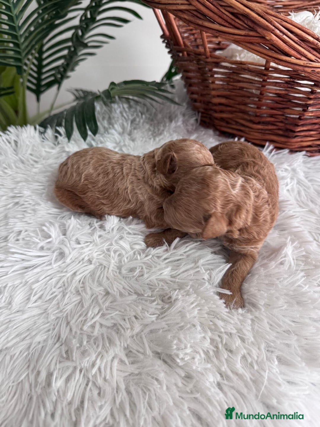 Caniche Toy perros en venta: CANICHE TOY - Imagen 5