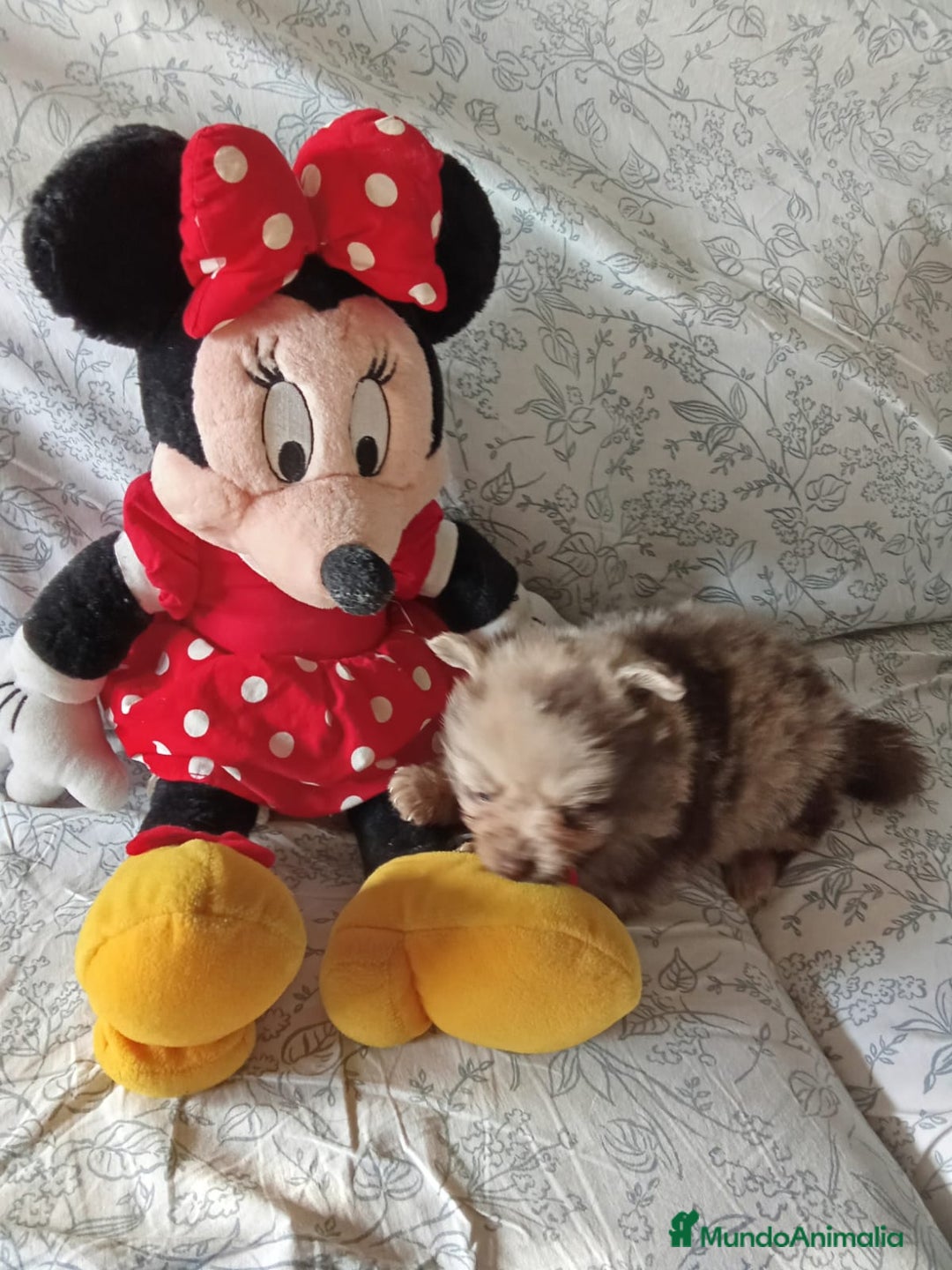 Pomerania perros en venta: Hembra y macho pomerania toys  - Imagen 4