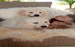 Golden Retriever perros en venta: Camada de Golden Retriever  - Imagen 5
