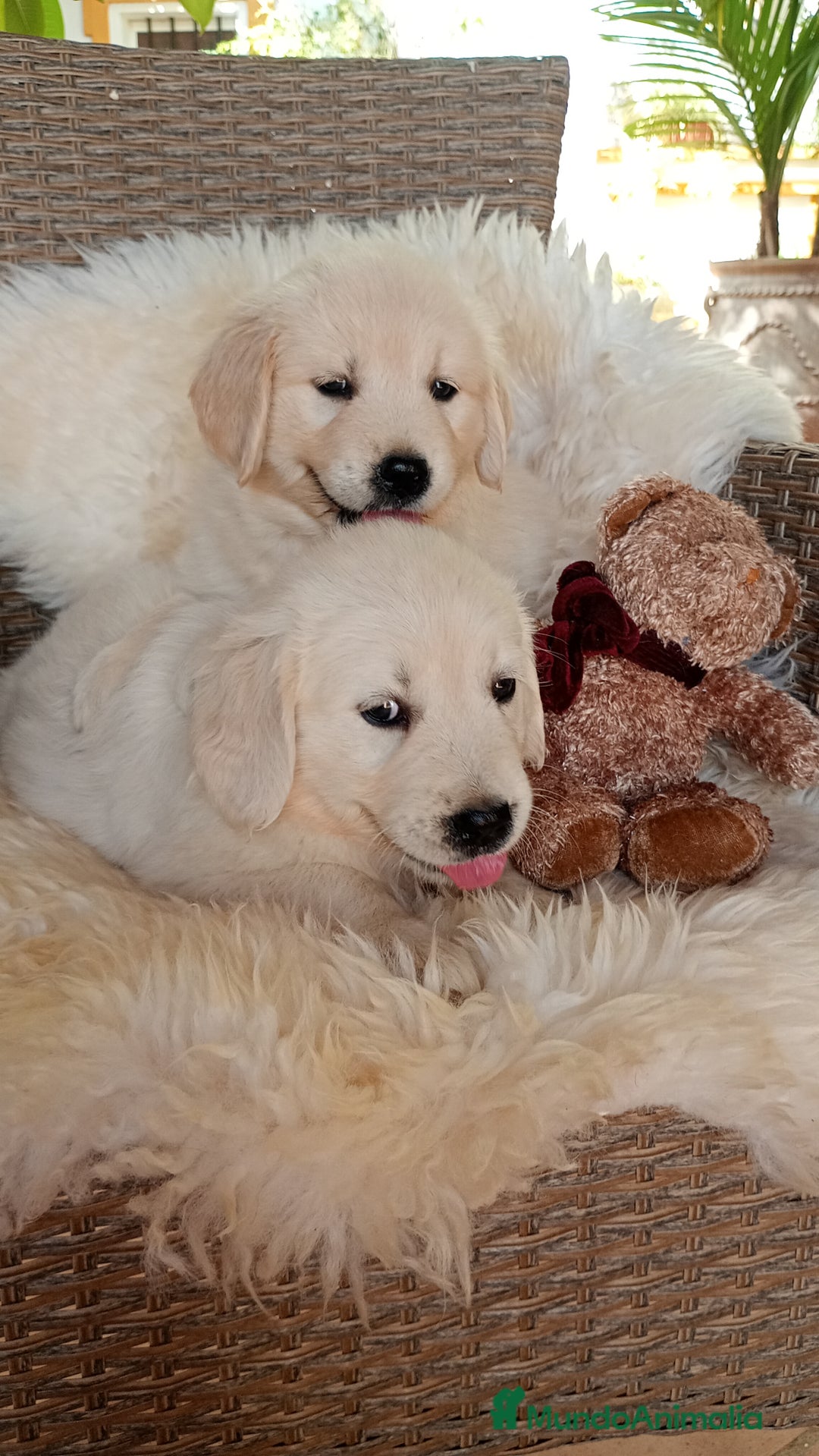 Golden Retriever perros en venta: Camada de Golden Retriever  - Imagen 5