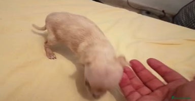 Ratón de Praga perros - Anuncio 14