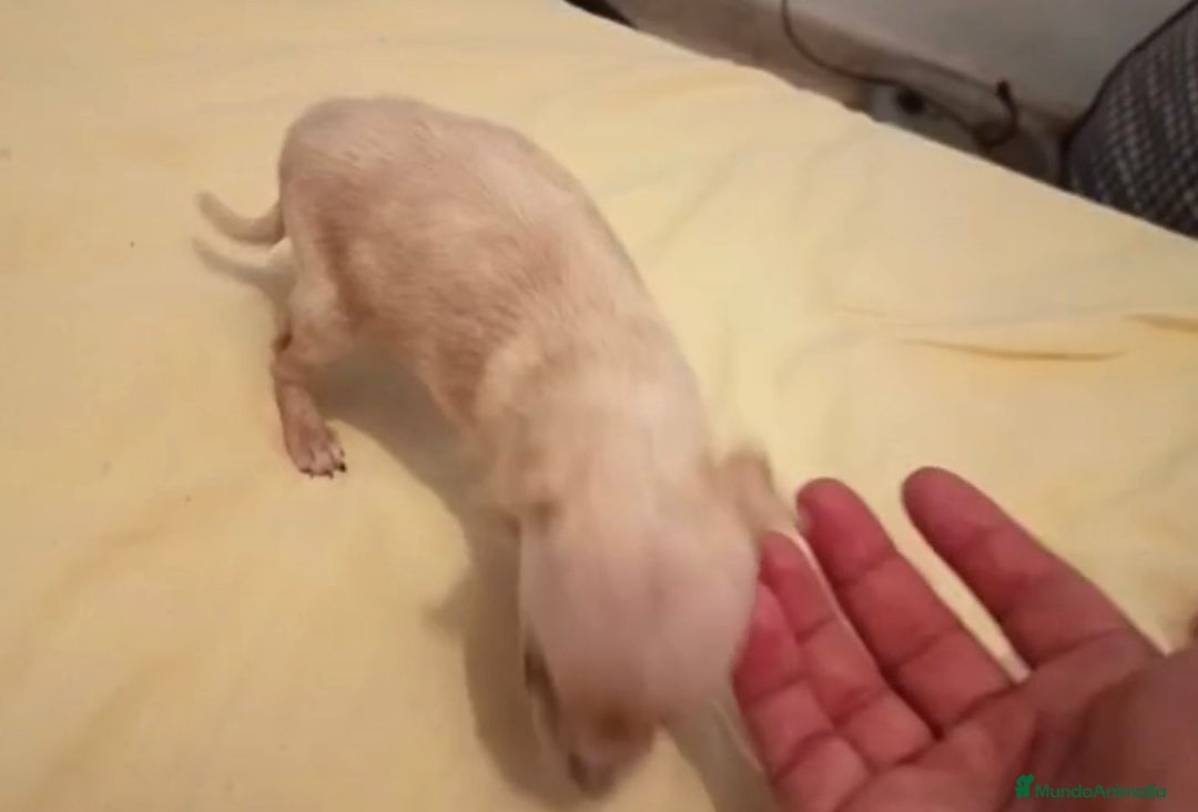 Ratón de Praga perros en venta: RATON DE PRAGA - Imagen 2