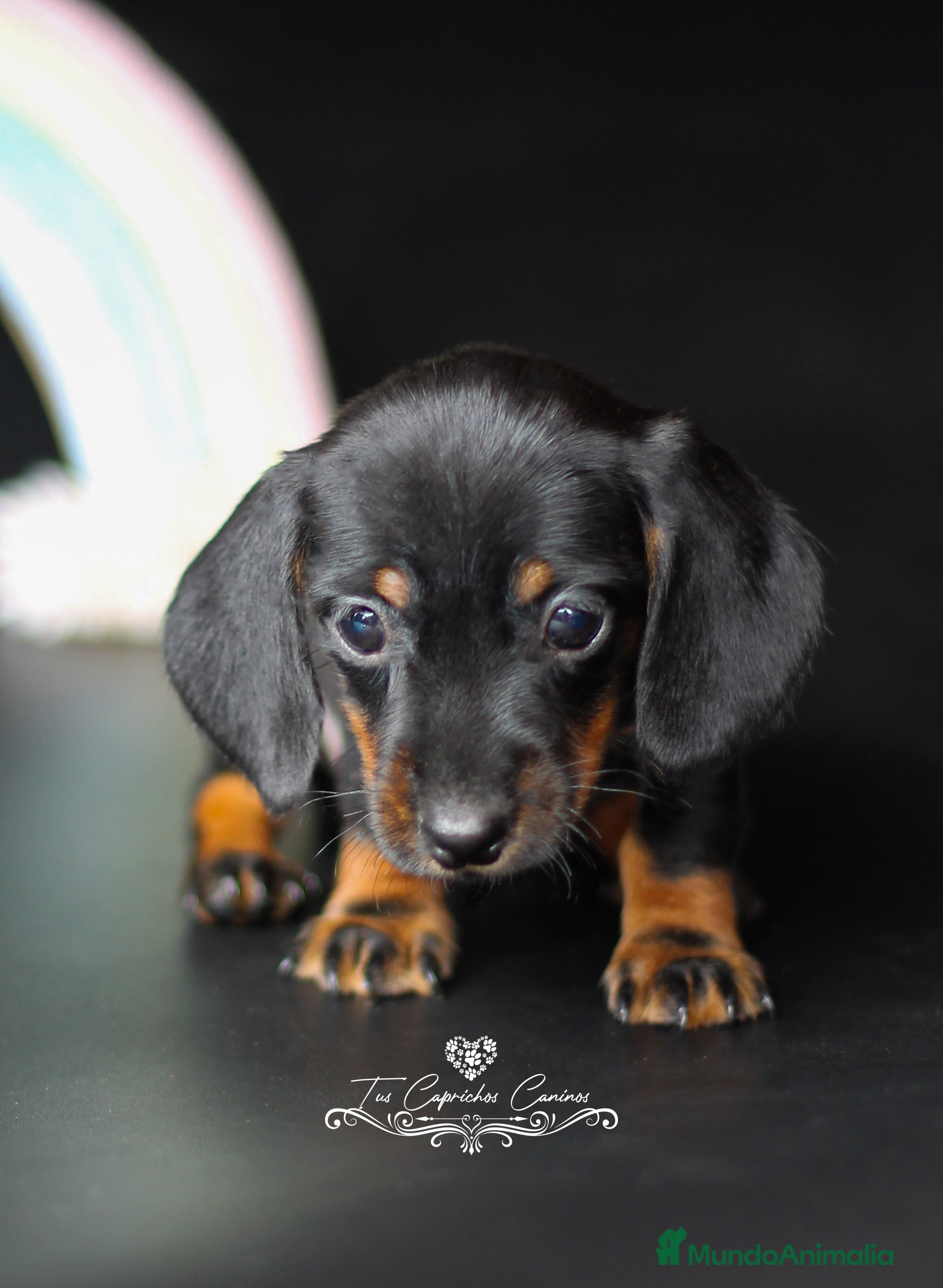 Teckel perros Teckel Kaninchen negro y fuego  en Cantabria - Anuncio 18