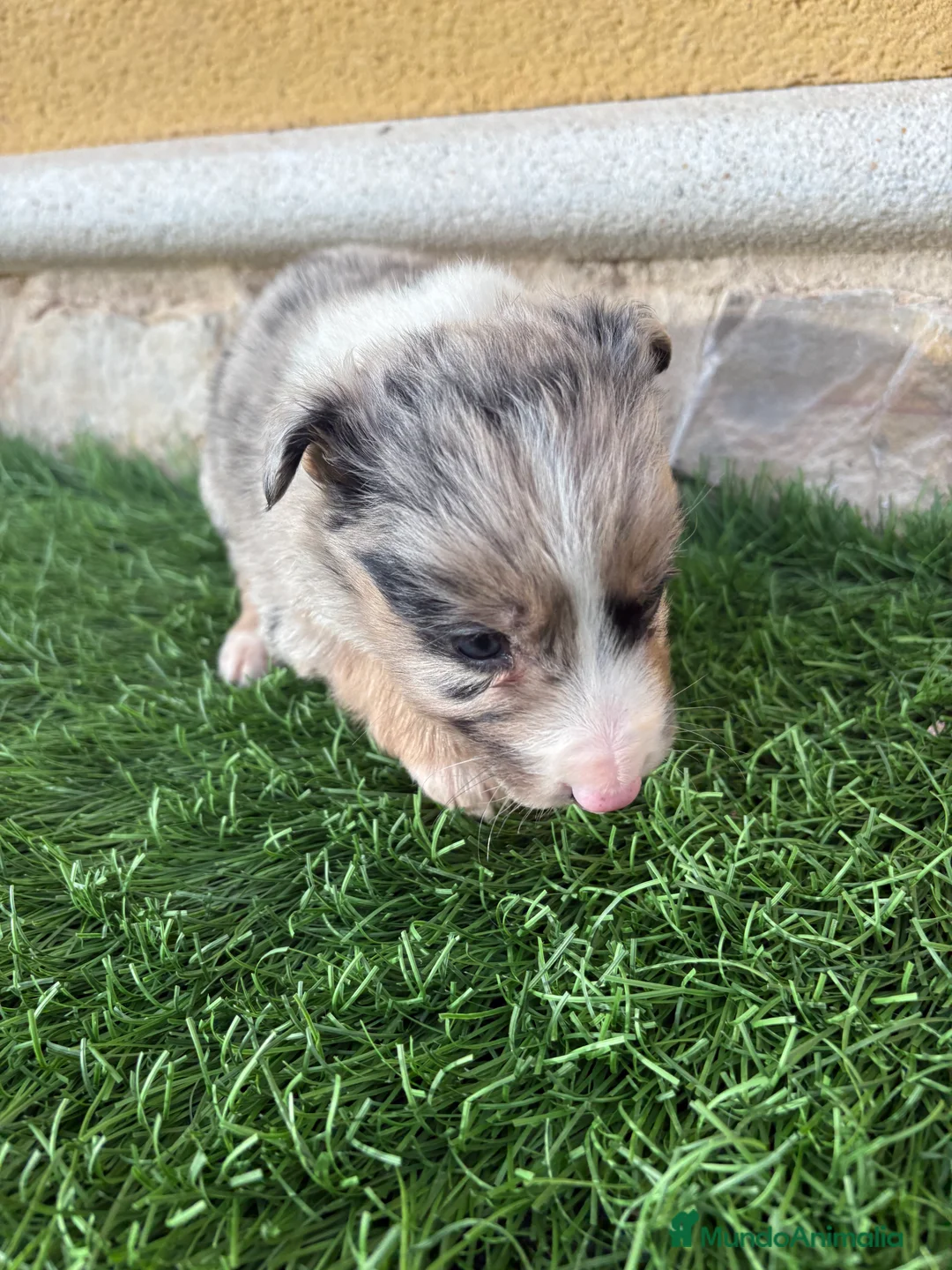 Border Collie perros en venta: Cachorro Border collie Merle macho  - Anuncio 17