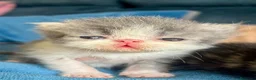 Exótico de Pelo Corto gatos en venta: Machos exótico  - Anuncio 3